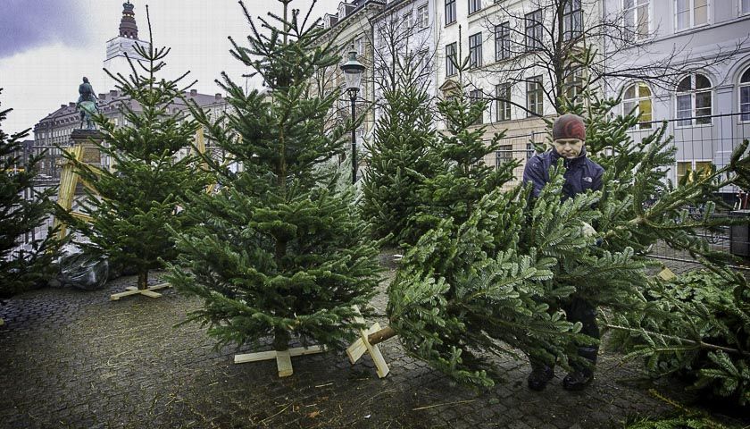 Елочные базары 2020-2021 в Москве и Московской области